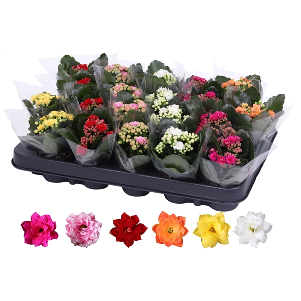 <h4>Kalanchoe Rosalina 06cm mix, blanco hoes</h4>