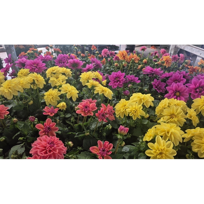 <h4>DAHLIA ROYAL GEM</h4>