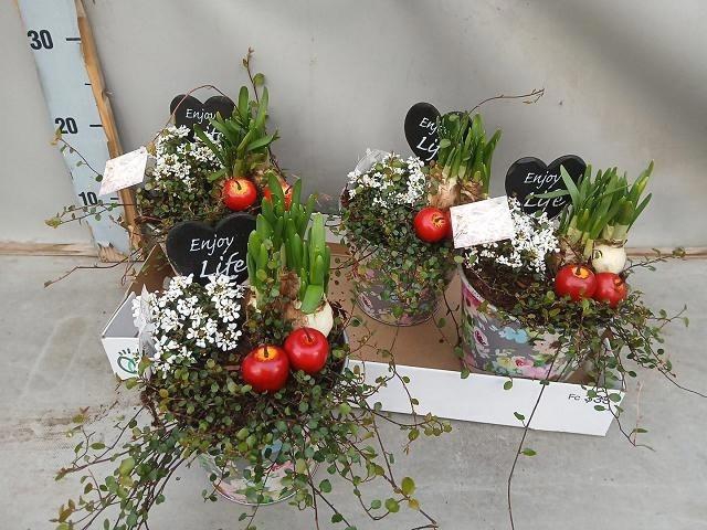 arr8 Arr Bol Knol In Zinken Pot