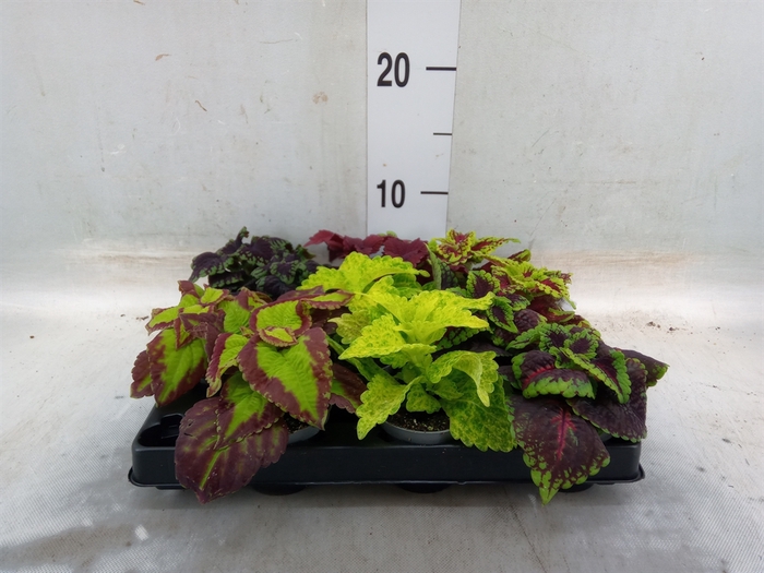 <h4>Plectranthus col.   ...mix</h4>