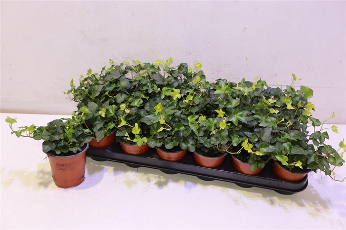 <h4>arr8 Hed He Wonder</h4>