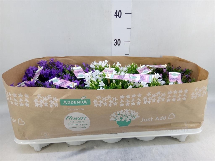 <h4>Campanula   ...</h4>