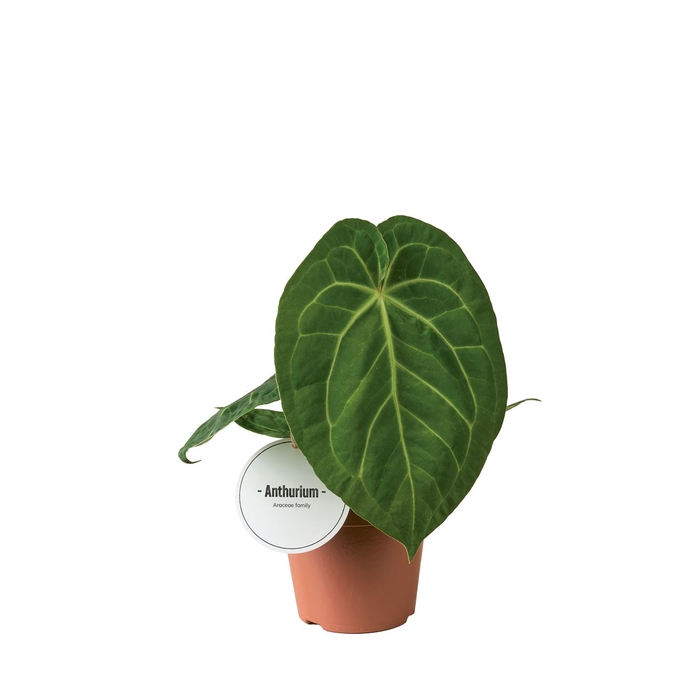 Anthurium blad