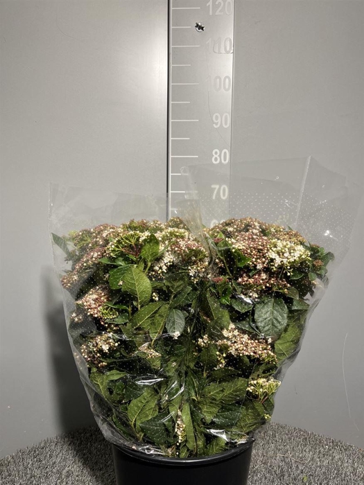 <h4>Viburnum M Flower Wit</h4>