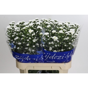 Aster Cassy