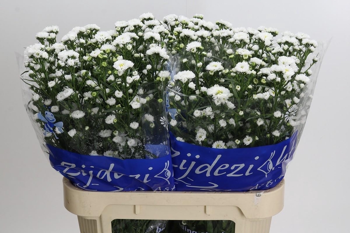 <h4>Aster Cassy</h4>