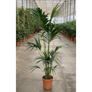 Howea forsteriana