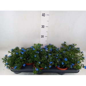Glandora diffusa 'Heavenly Blue'