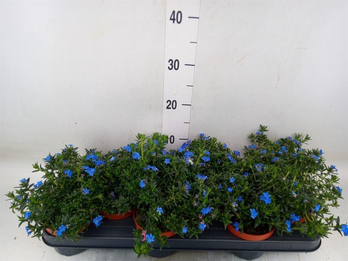 <h4>Glandora diffusa 'Heavenly Blue'</h4>