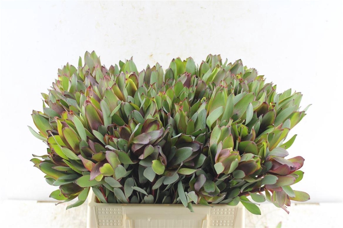 <h4>Leucad Senorita</h4>