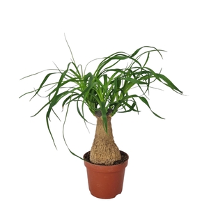 BEAUCARNEA RECUR