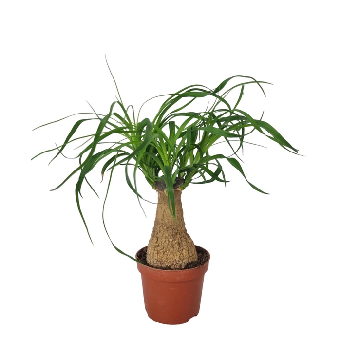 <h4>BEAUCARNEA RECUR</h4>