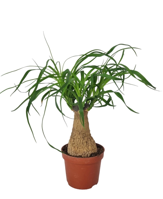 BEAUCARNEA RECUR