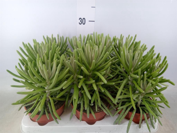 <h4>Senecio   ...</h4>