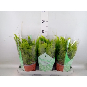 Nephrolepis exal. 'Green Moment'