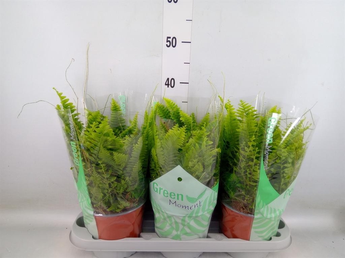 <h4>Nephrolepis exal. 'Green Moment'</h4>