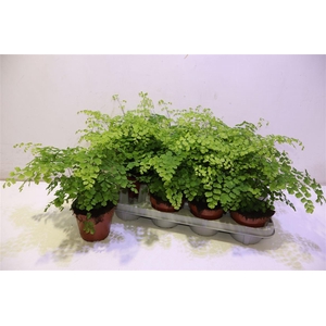 arr8 Adian Rad Fragrans