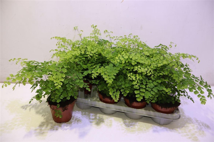 <h4>arr8 Adian Rad Fragrans</h4>