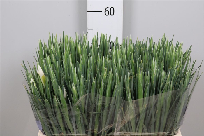 <h4>Iris White Magic</h4>