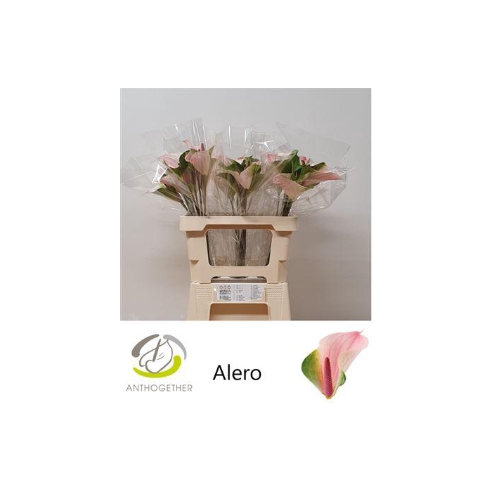 <h4>Anth A Alero</h4>