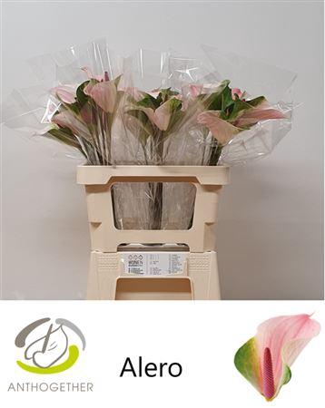 <h4>Anth A Alero</h4>