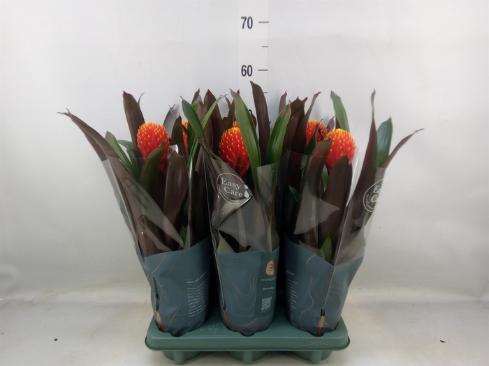 <h4>Guzmania  'Tala'</h4>
