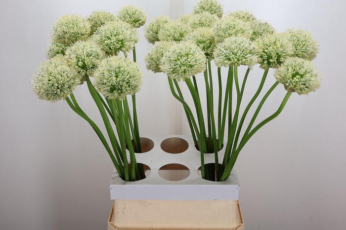 <h4>Allium  'Mount Everest'</h4>