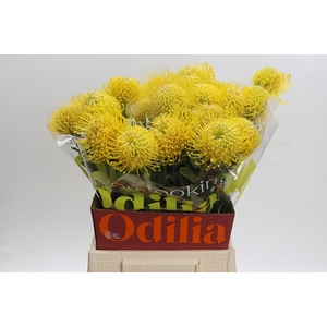 Nutans Ayoba Saffron 50-90