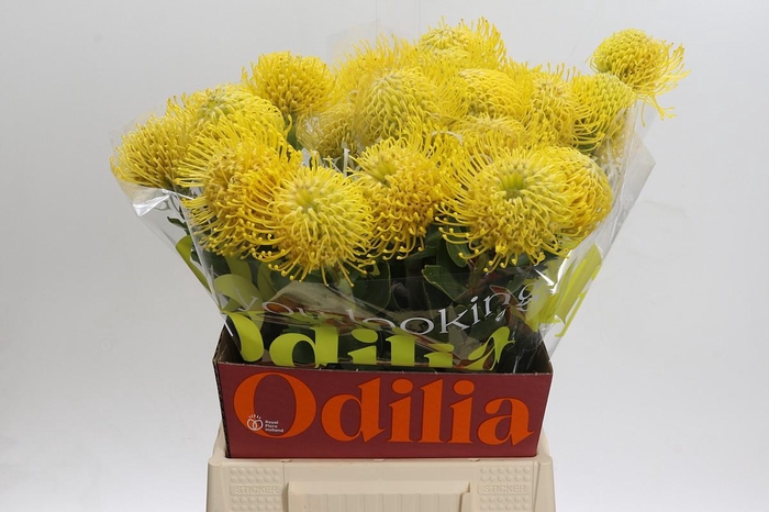 Nutans Ayoba Saffron 50-90