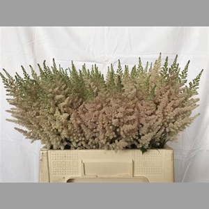 Astilbe C Vi Inferno