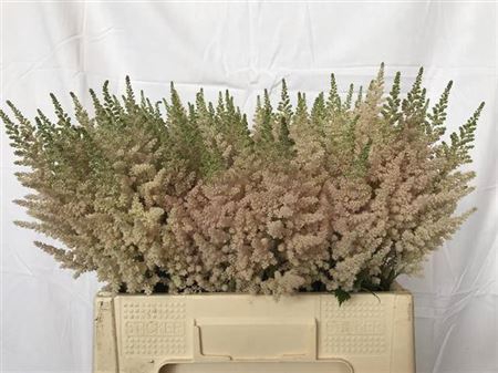 <h4>Astilbe C Vi Inferno</h4>