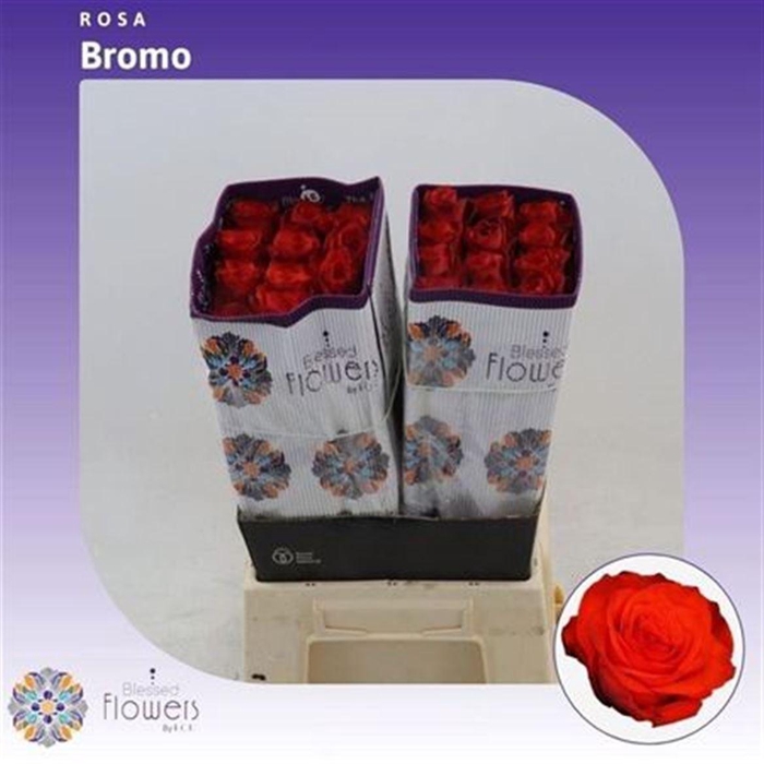 <h4>R Gr Bromo Ec</h4>