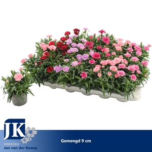 Dianthus gemengd in de tray P 9
