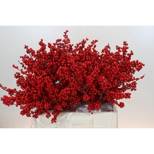 Ilex Rood