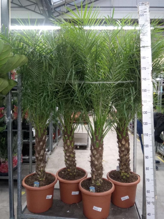 <h4>Phoenix roebelenii</h4>