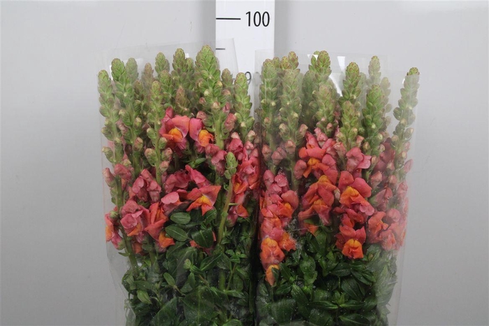 <h4>Antir Mary D Orange</h4>