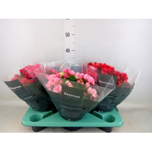 Begonia elat. EN 'Betulia' ..mix