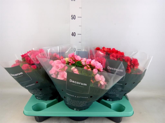 <h4>Begonia elat. EN 'Betulia' ..mix</h4>