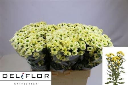 <h4>Chr S Teddy</h4>