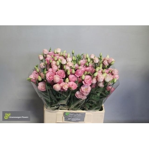 EUS G ROSI LIGHT PIN