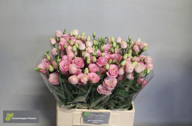 <h4>EUS G ROSI LIGHT PIN</h4>