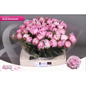 PAEO L SARA BERNHARD