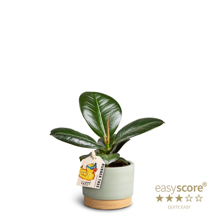 FICUS ELASTICA P7
