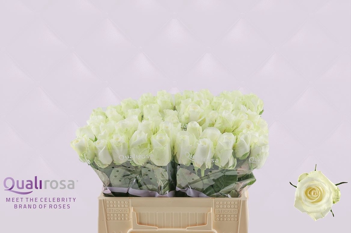 <h4>R Gr Countdown</h4>