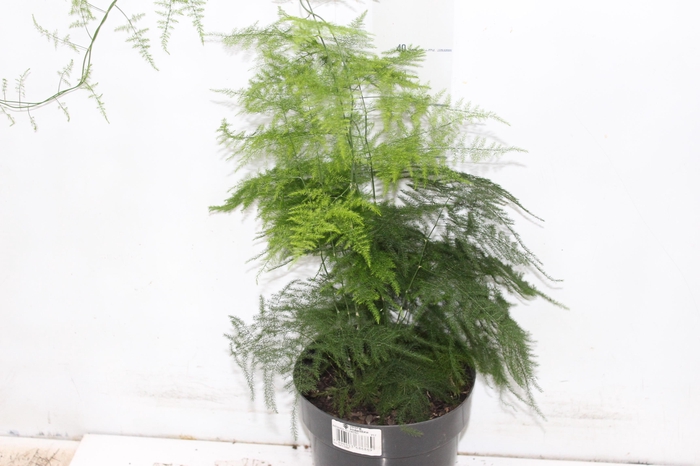 <h4>ASPARGO PLUMOSO P17</h4>