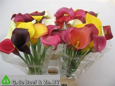 <h4>Zant Gem In Bos</h4>