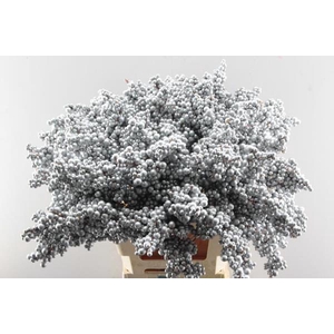 Peper Bes Op Stok Zilver