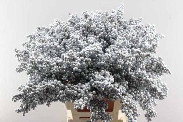 <h4>Peper Bes Op Stok Zilver</h4>