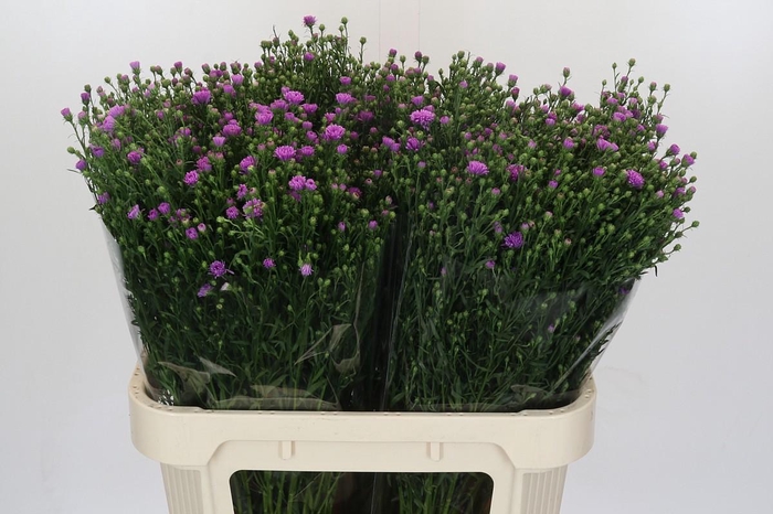 <h4>Aster Casarosa</h4>