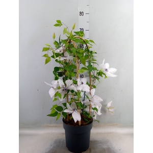 Clematis  'Garland'   ...